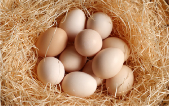 烏骨鶏の卵の特徴